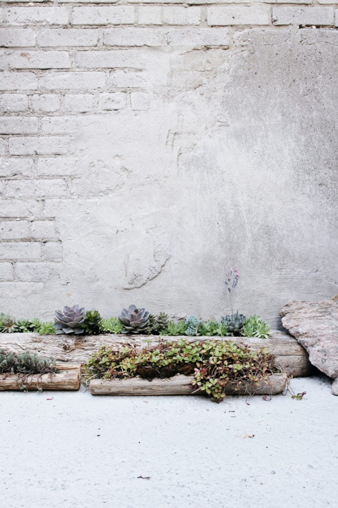Hot Black Coffee: Succulents on the back patio