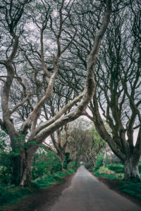 Northern Ireland: Dark Hedges