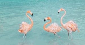 Aruba: Renaissance Island Flamingos