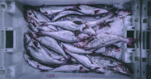 PC Discovers Scotland: A visit to Peterhead Fish Market where President's Choice sources their Scottish Haddock