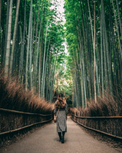 Japan, Kyoto: Arashiyama Bamboo Grove