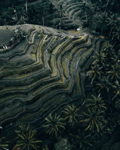 Bali, Ubud: Tegallalang Rice Terrace