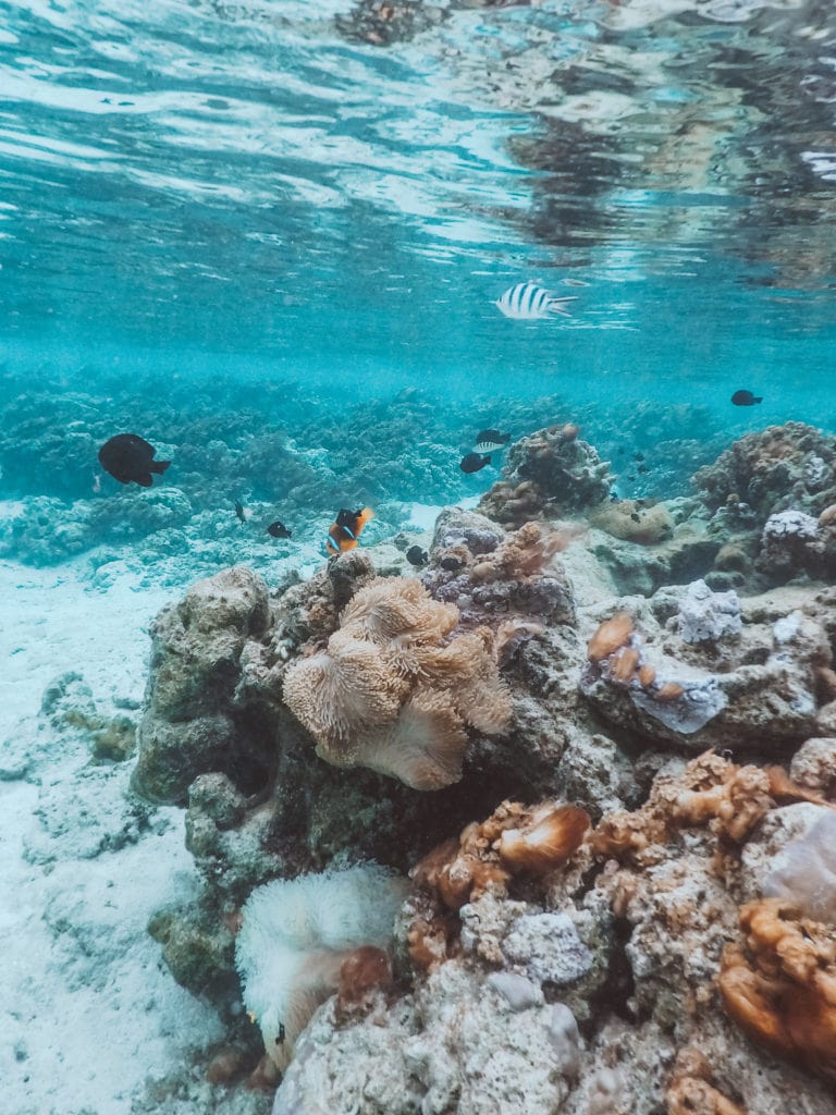Tahiti: Coral Reef Snorkeling