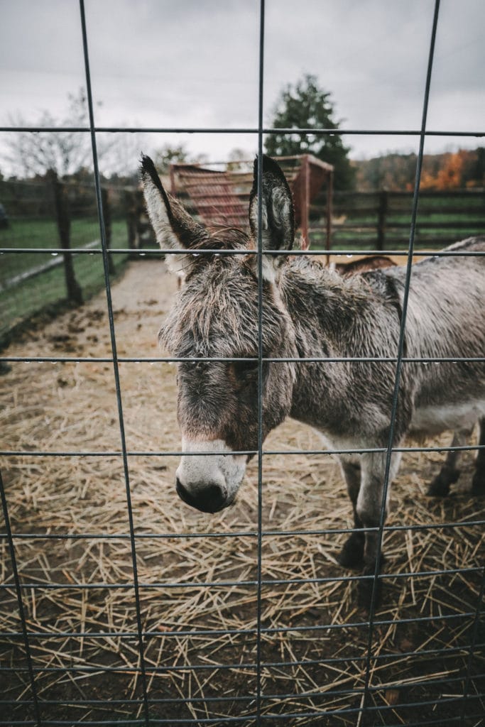 Apple Pie Trail: Petting Zoo at the Farmer's Pantry Thornbury