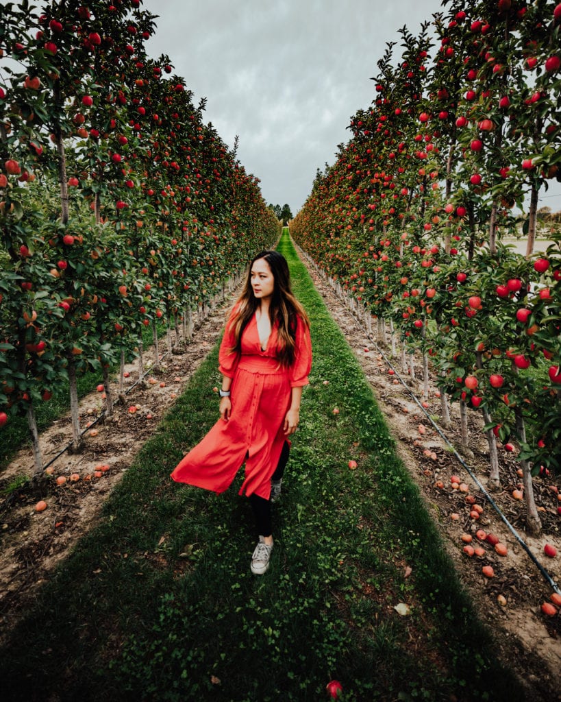 Apple Pie Trail: TK Ferri Orchards