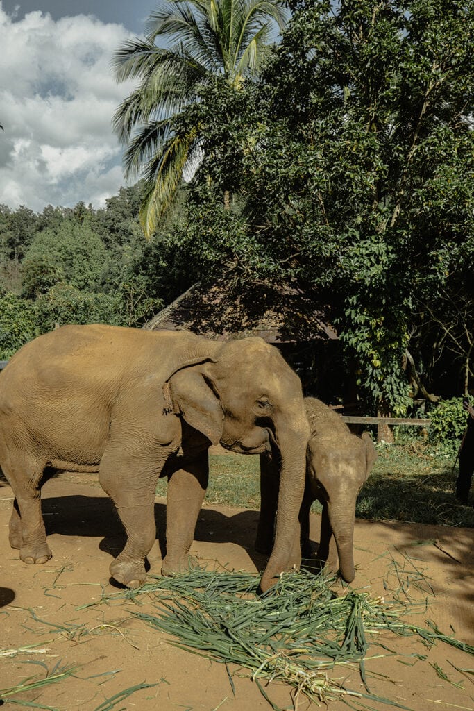 Chiang Mai Thailand - Patara Elephant Sanctuary