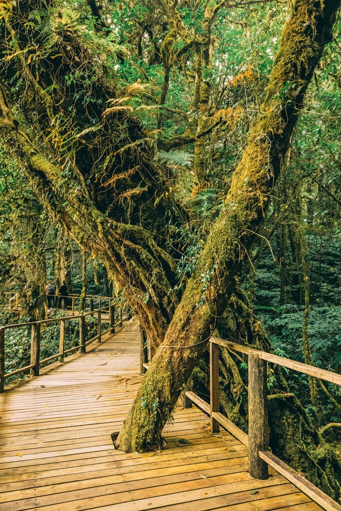 Chiang Mai Thailand - Doi Inthanon National Park